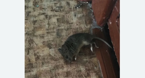 Дезинфекция от мышей в Приморске