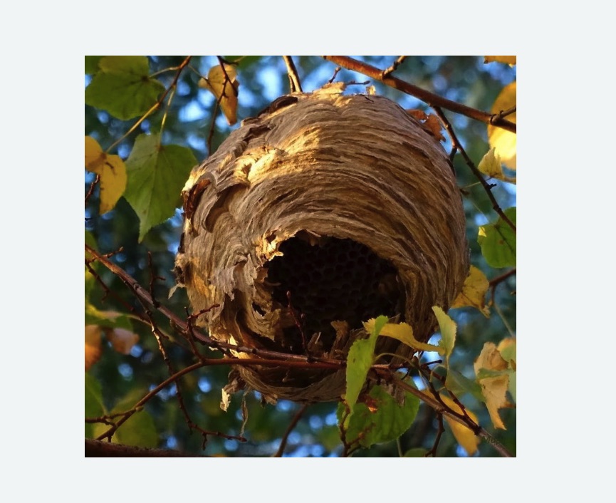 Обработка от шершней в Приморске