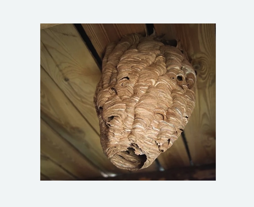 обработка от шершней в Приморске