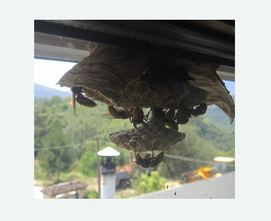 Уничтожение гнёзд шершней в Приморске