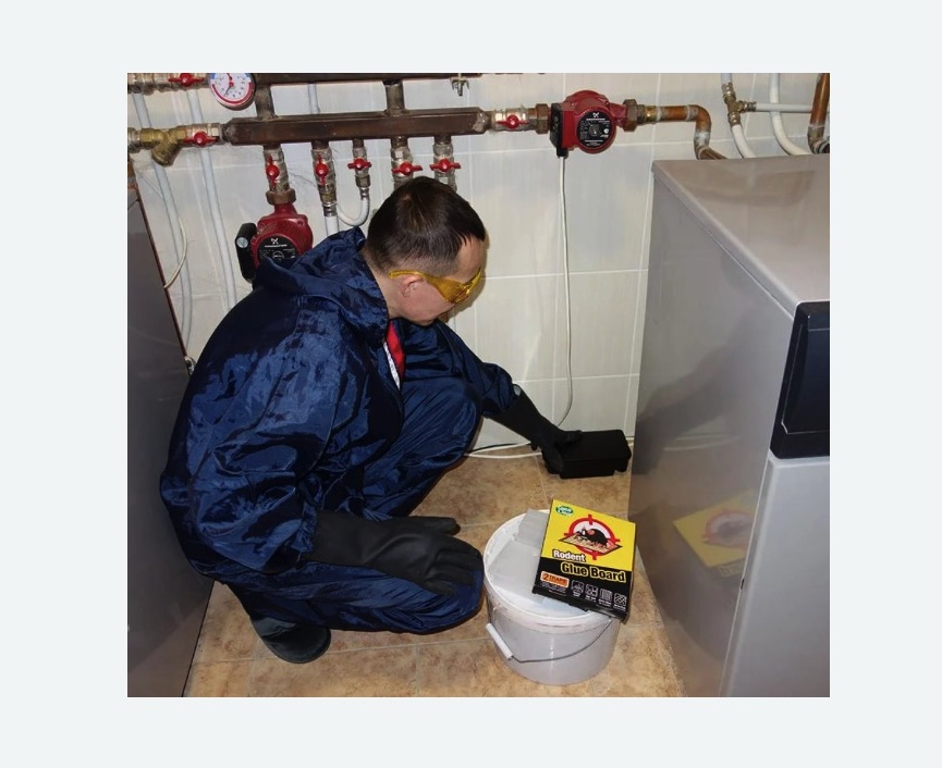 Уничтожение крыс в Приморске