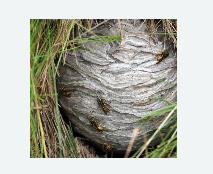 Уничтожение ос и ульев в Приморске